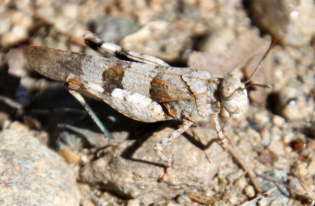 Oedipoda caerulescens caerulescens? S